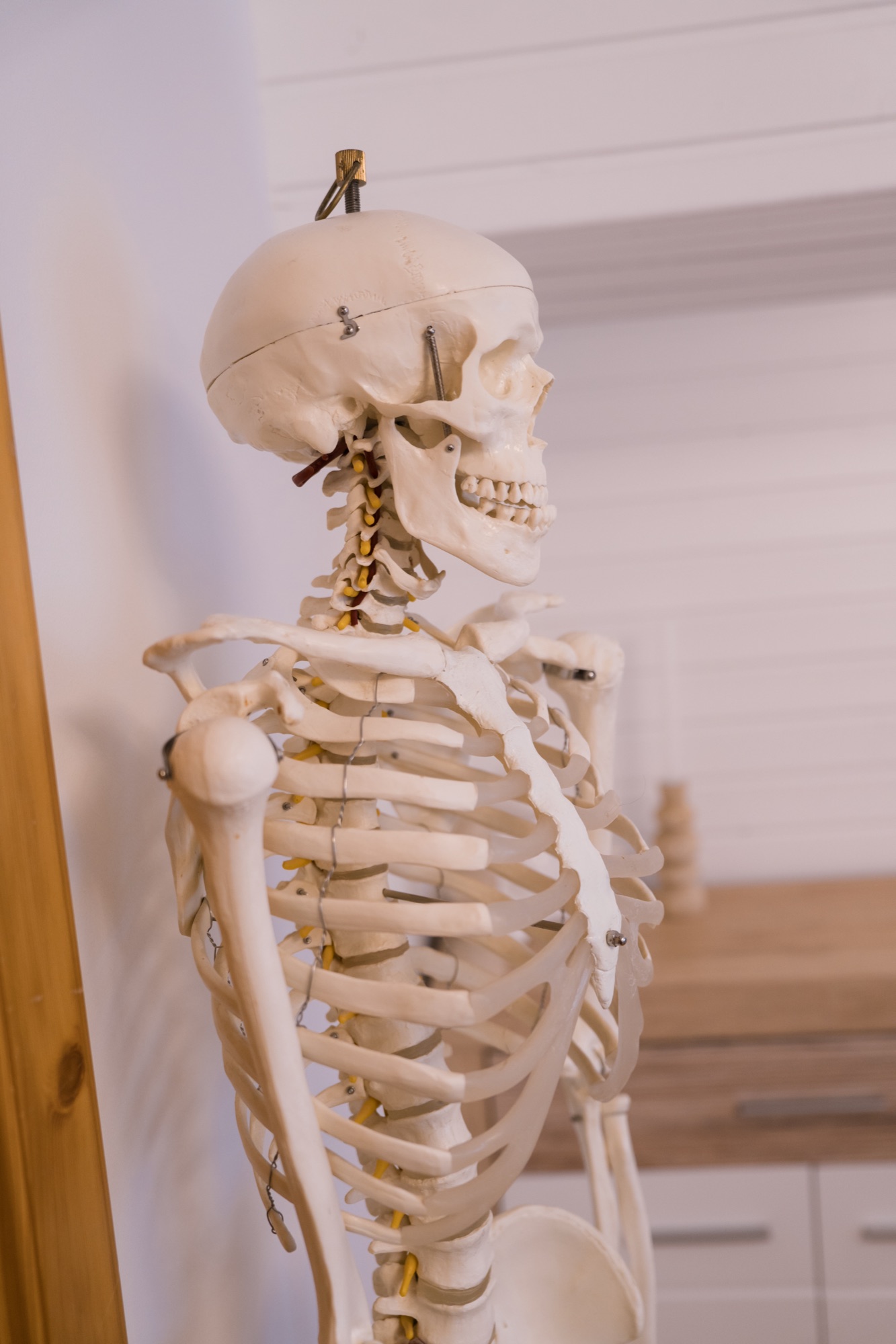 Anatomisches Skelett — die strukturelle Basis von Cranio